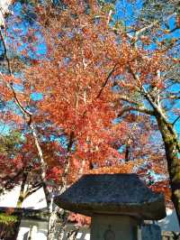 紅葉の修善寺