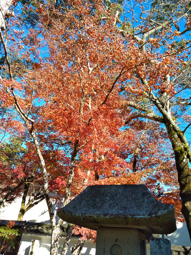 紅葉の修善寺
