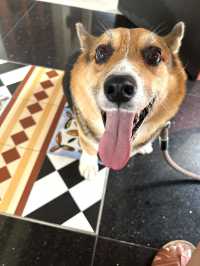 Even dogs get royal treatment! Sofitel is A Perfect Haven for a Staycation! 