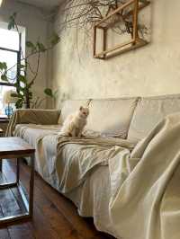 🇰🇷🐈‍⬛🐈おしゃれすぎる猫カフェ発見！