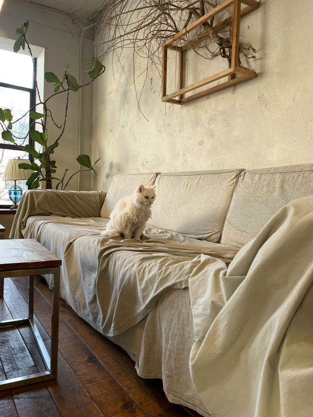 🇰🇷🐈‍⬛🐈おしゃれすぎる猫カフェ発見！
