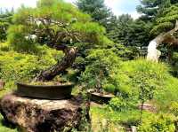 Garden of Morning Calm – A Serene Escape Near Seoul