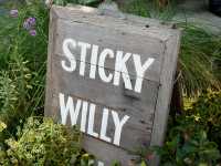 Sticky​ Willy​ House คาเฟ่ชาลับๆกลางเมืองโคราช