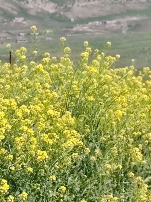 Guardians of Stone Spring: The Golden Hour of Wild Rapeseed