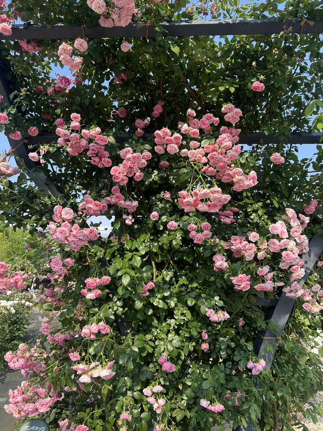 【大阪】🌸🌻万博記念公園で映えスポット巡り！太陽の塔に感動✨
