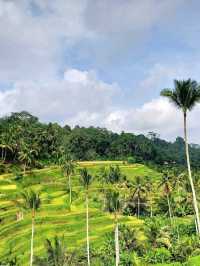 Greens That Breathe: A Morning at Tegallalang