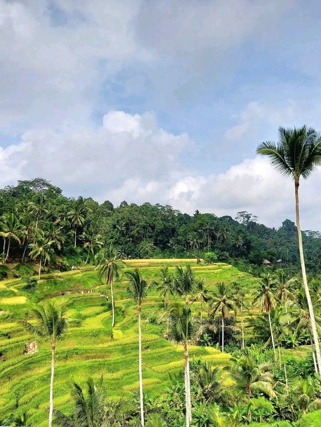 Greens That Breathe: A Morning at Tegallalang