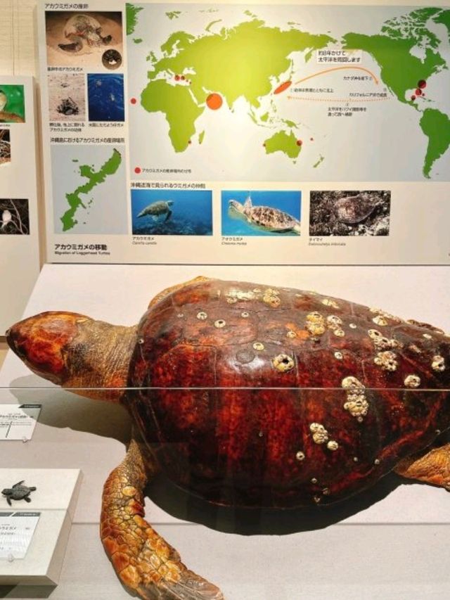 🇯🇵日本沖繩必去景點（七）沖繩博物館