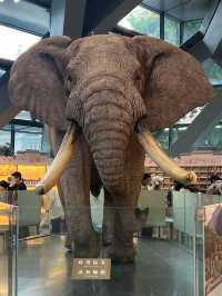 Chengdu Museum 📜