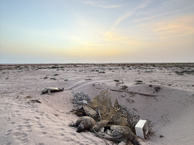 Magical Turtle Sanctuary & Coastal