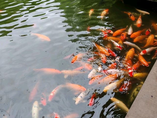 People's Park – Chengdu’s Living Room