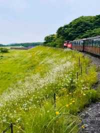 🇰🇷🚂💨 濟州島必去景點🌳森林小火車