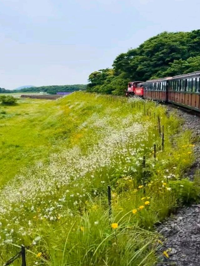 🇰🇷🚂💨 濟州島必去景點🌳森林小火車