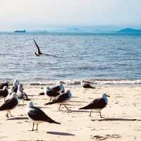 🌊🚲 *Ansan Daebudo Island: Seoul’s Secret Seaside Escape* 🌾🌉