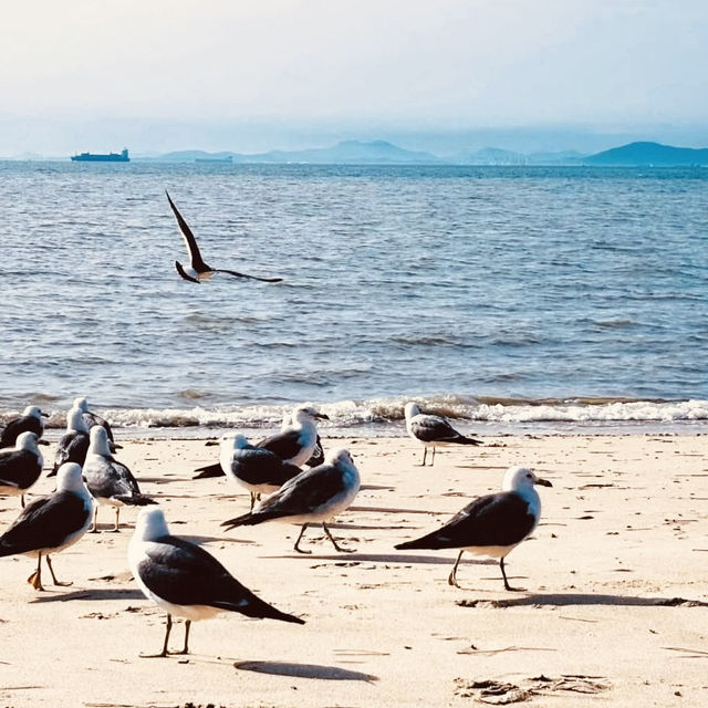 🌊🚲 *Ansan Daebudo Island: Seoul’s Secret Seaside Escape* 🌾🌉