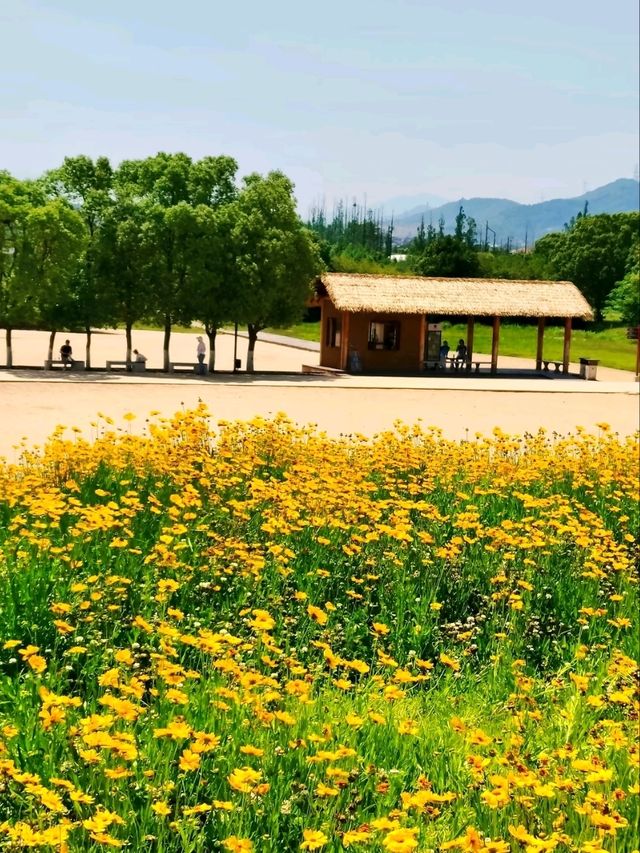 The Flower Fields of Liangzhu: A Living Neolithic Tapestry