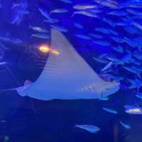 Maxell Aqua Park Shinagawa 🐡🐠🐟