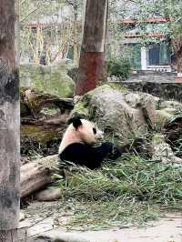 “Panda Paradise: Chengdu’s Living Conservation Garden”