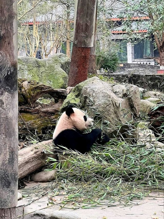 “Panda Paradise: Chengdu’s Living Conservation Garden”