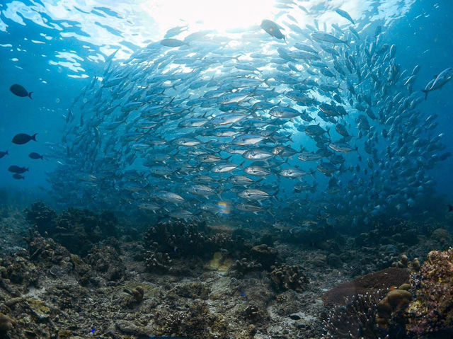 ดำน้ำที่ สิปาดัน สวรรค์ใต้น้ำ มาเลเซีย