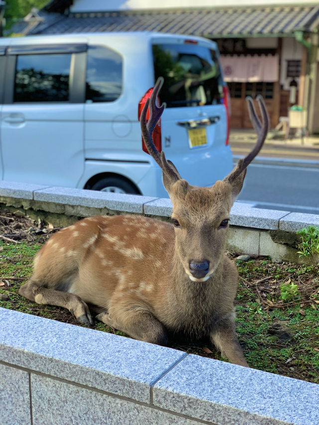 🦌 나라 길거리에서 만난 사슴들🫎💛