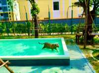 與猛獸近距離接觸的芭提雅老虎園 Tiger Park Pattaya