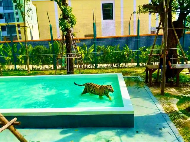 與猛獸近距離接觸的芭提雅老虎園 Tiger Park Pattaya