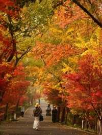 🍂 Missing autumn in Nanjing is like missing the soul of October.