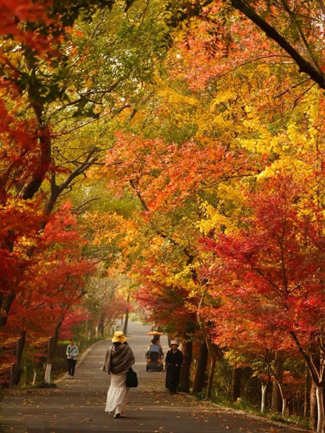 🍂 Missing autumn in Nanjing is like missing the soul of October.