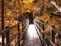 🌲 Akasawa Natural Recreational Forest – One of Japan’s Most Beautiful Forests 🌲