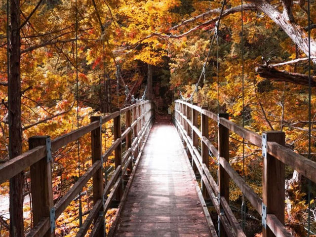 🌲 Akasawa Natural Recreational Forest – One of Japan’s Most Beautiful Forests 🌲