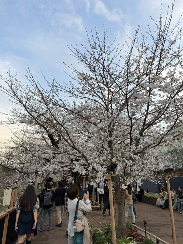 2025.03.28 櫻花季東京獨旅五天四夜行程 p6 第四天行程大公開(5.17:30千鳥淵（千鳥ヶ淵）)