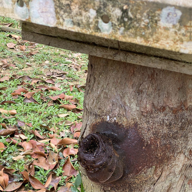 Taiping Bamboo Resort, Perak 🇲🇾 Taiping Bamboo Resort, Perak 🇲🇾