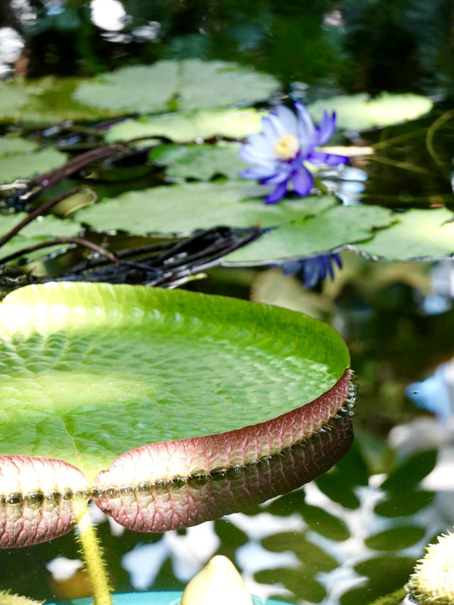 温室がリニューアル！珍しい熱帯植物 今からは秋薔薇も・・
