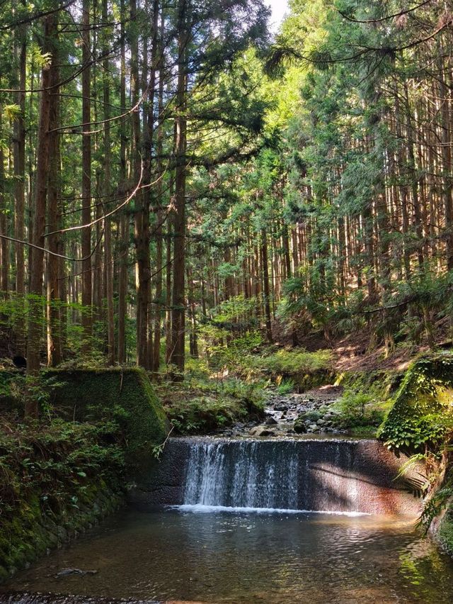 ✨熊野古道中邊路徒步之旅 ✨熊野古道中邊路徒步之旅