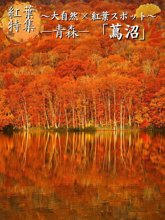 旅行前に見て】観光攻略付‼️早朝の森で 出会う息をのむ「鏡紅葉」の燃えるような絶景🍁✨