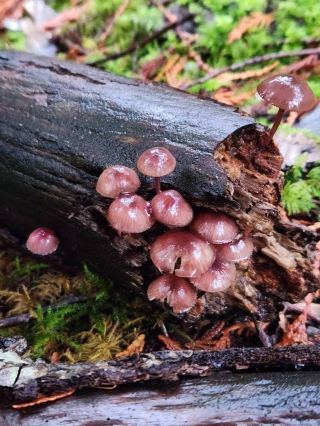 วันที่ 3: เห็ดแดงในป่า🍄