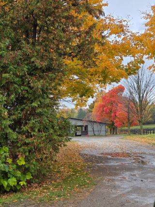 楓葉に囲まれた静かなひととき