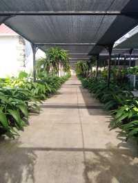 Quartier des Serres - An essential stopover for your stay in Mauritius