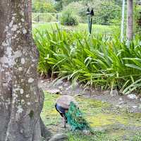 🌸入住期待已久的花蓮理想大地🌴果然沒讓我失望