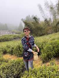 🍃 วันนี้เรามา “เก็บชา” กันที่ 福泉山茶山