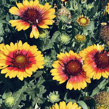 Tucson Botanical Gardens Tucson Botanical Gardens