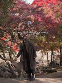 🍂 Autumn in Nara Park🍁🫎