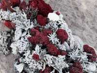 Pink Beach Paradise 🌸