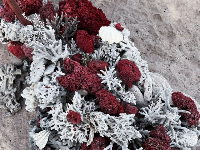 Pink Beach Paradise 🌸 Pink Beach Paradise 🌸