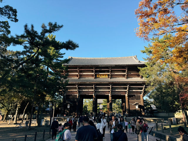奈良東大寺～穿越千年遇見世界最大木造建築！與鹿共游的佛像奇觀🦌🏯