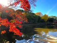 奈良小眾絕景🍁秋日鷺池的油畫感太絕了!