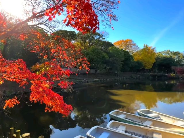 奈良小眾絕景🍁秋日鷺池的油畫感太絕了! 奈良小眾絕景🍁秋日鷺池的油畫感太絕了!