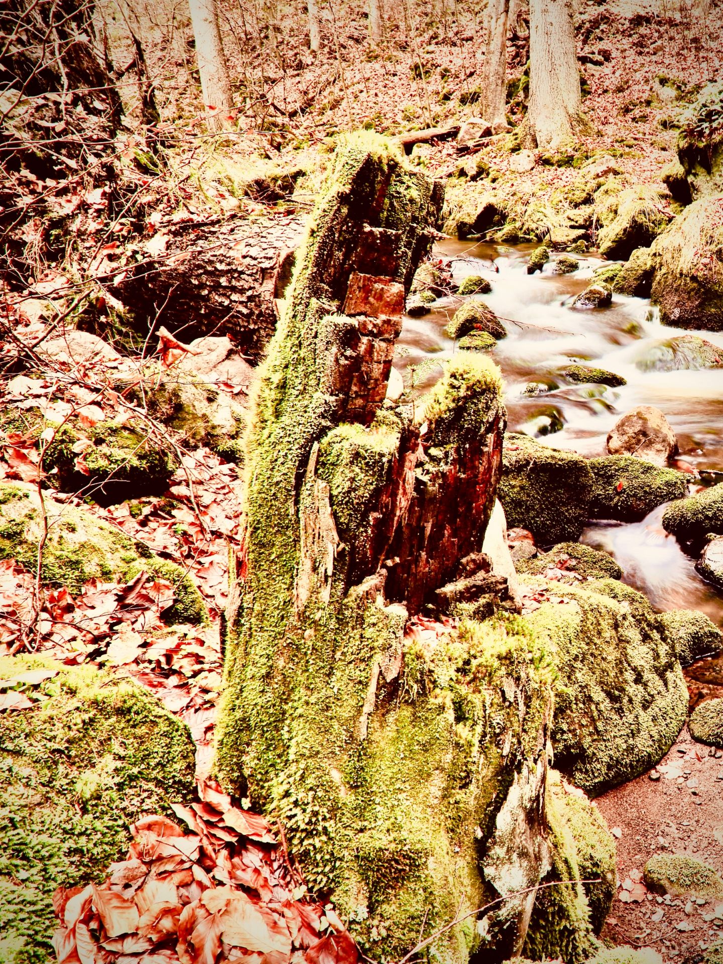 厄瓜多爾明多雲霧森林苔蘚蝴蝶農場 Laneeasytravelpost #Mindo #MariposasDeMindo #MossyL
