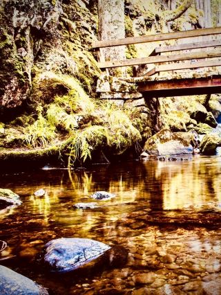 New Zealand Rotorua Whakarewarewa Mossy Thermal Park Caféeasytravelpost #Whakarewarewa #Rotorua #Ge